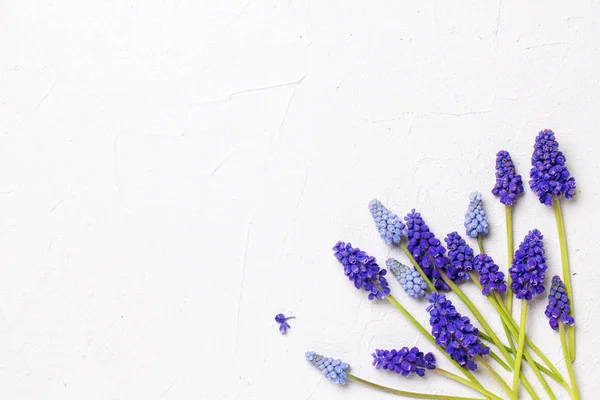 Azul Flores Muscaries Fundo Texturizado Branco — Fotografia de Stock