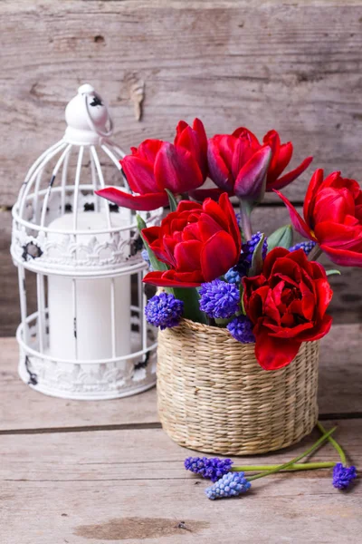 Tulipes Brillantes Rouges Fleurs Musculaires Bleues Sur Fond Texturé Vieilli — Photo