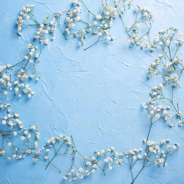 Draufsicht Auf Frische Weiße Zigeunerblumen Auf Blauem Hintergrund — Stockfoto