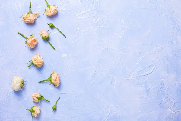 Mönster från färska Rosen blommor på blå texturerad bakgrund. — Stockfoto