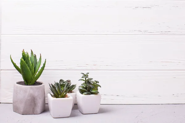 Varias Plantas Suculentas Cactus Macetas Cerca Pared Texturizada Madera Blanco — Foto de Stock