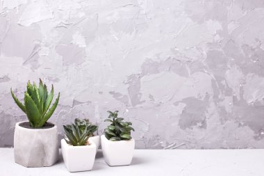 Çeşitli sulu ve kaktüs bitkilerinin toplanması