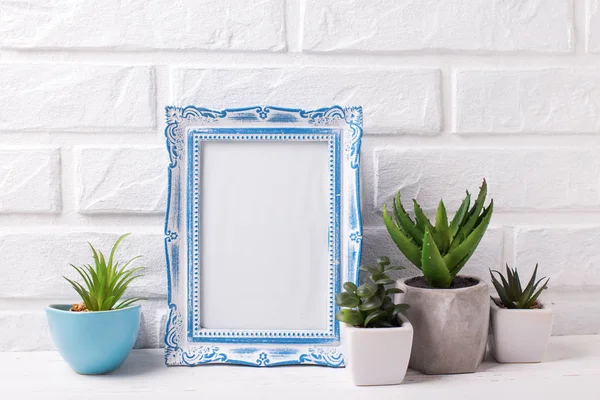 Maqueta de marco azul en blanco y suculentas y plantas de cactus en macetas — Foto de Stock