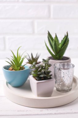 Tepsi üzerinde tencere içinde succulents ve kaktüs bitkiler 