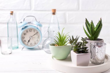 Tepsi, şişe ve mavi a tencerelerde succulents ve kaktüs bitkiler