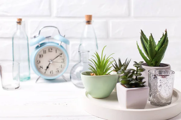 Succulents and cactus plants in pots on tray, bottles and blue a — Stock Photo, Image