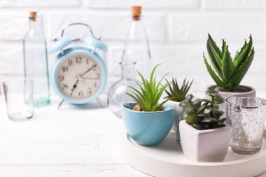 Beyaz tuğla duvara yakın tepsi, şişe ve mavi çalar saat üzerinde tencere içinde succulents ve kaktüs bitkiler. Saksı kapalı ev bitkileri. Modern minimalist iç. Seçici odak mavi pot bitki üzerinde