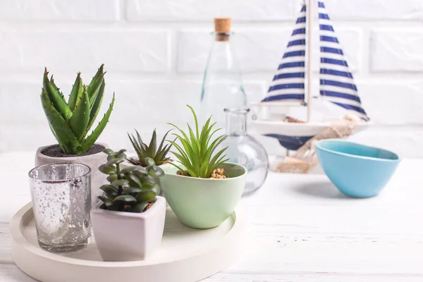 Succulents and cactus plants in pots on tray, bottles and  decor — Stok Foto