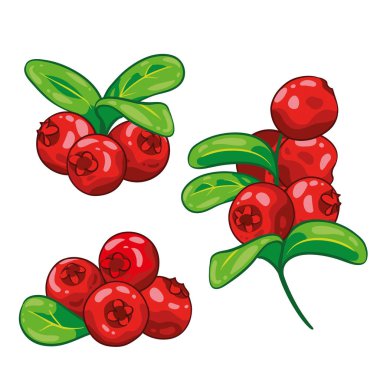 Cranberry with leaves isolated on white background. Berry branch cranberries. Hand drawn vector illustration.  clipart