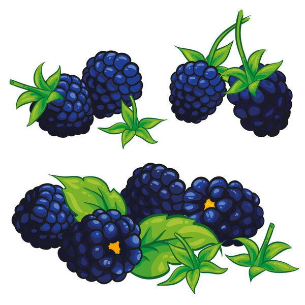 Blackberries с листьями изолированы на белом фоне. Blackberry композиция. Векторная иллюстрация.