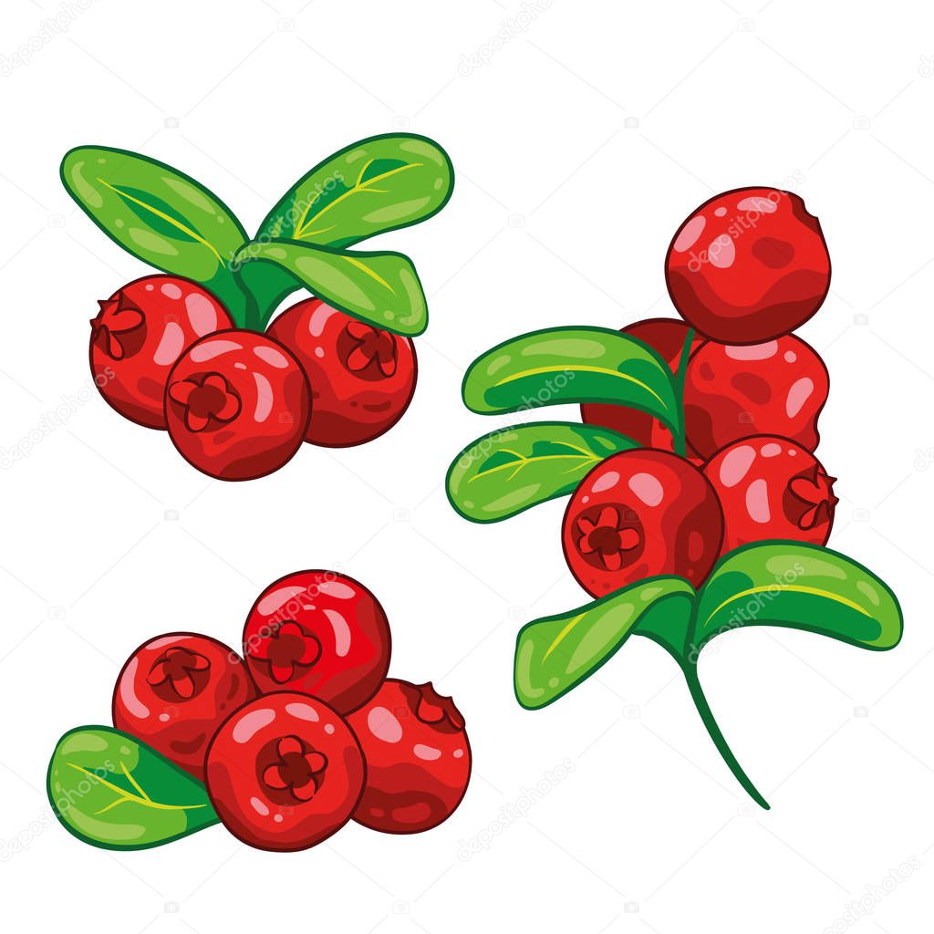 Cranberry with leaves isolated on white background. Berry branch cranberries. Hand drawn vector illustration. 