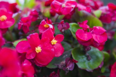                         parlak kırmızı çiçek, makro fotoğrafçılık