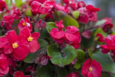             parlak kırmızı çiçek, makro fotoğrafçılık