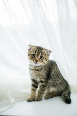 Sevimli kedicik pencere pervazına üzerinde.