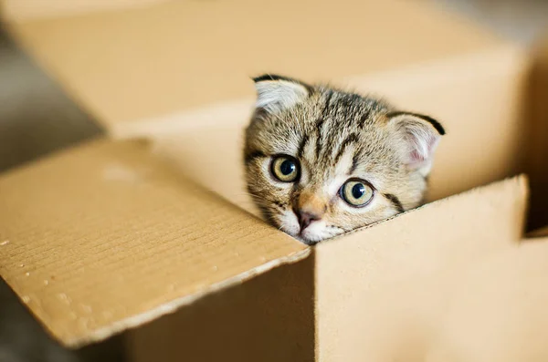 Cute little kitten in box.