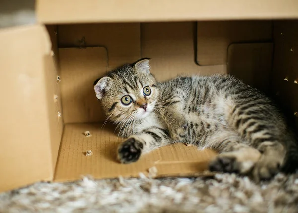 Симпатичный маленький котенок в коробке . — стоковое фото