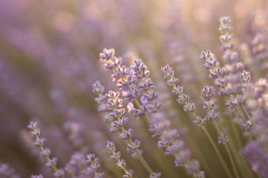 Lavanta çiçekleri güneş ışığıyla kaplanır.