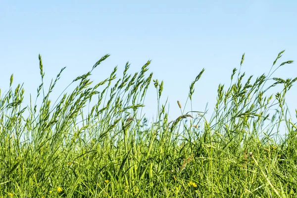 Wiese Gräser Auf Einem Deich Der Elbe Deutschland Stockbild