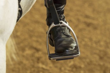 Almanya Hamburg yakınındaki bir at çiftliği ata