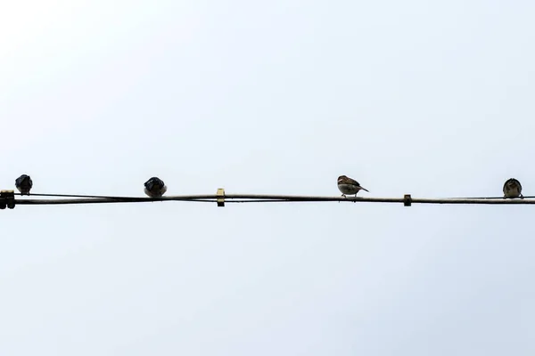 Almanya Elektrik Hattındaki Kuşlar — Stok fotoğraf