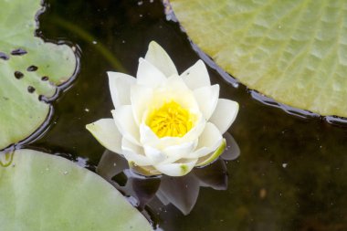 Bir göl kenarında güzel beyaz lotus çiçeği