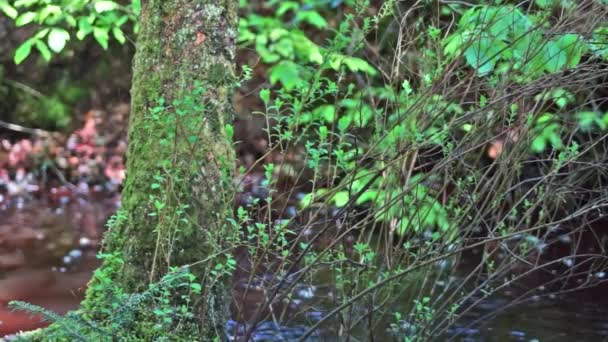 Bosque Idílico Con Arroyo Parque Nacional Bgsted Rende Dinamarca — Vídeos de Stock