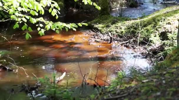 Idylliska Skogen Med Creek Nationalparken Thy Bgsted Rende Danmark — Stockvideo