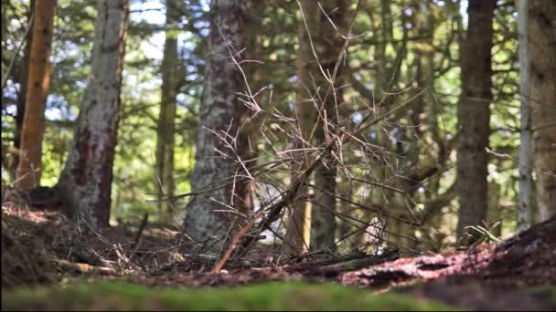 Ειδυλλιακό Δάσος Στο Εθνικό Πάρκο Thy Bgsted Rende Δανία — Αρχείο Βίντεο