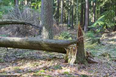 Fırtına zararı ormandaki