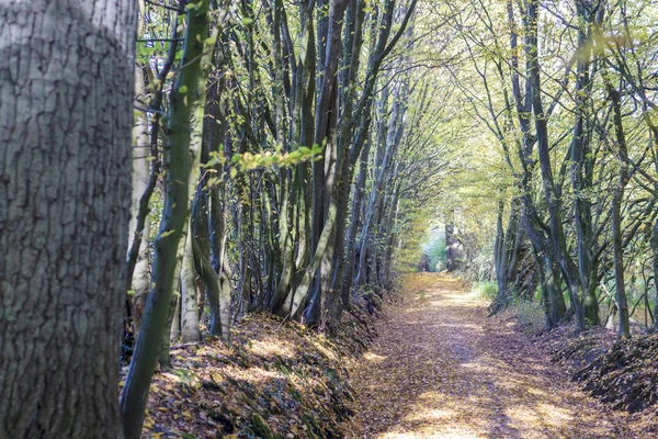 Viale Degli Alberi Autunno — Foto Stock