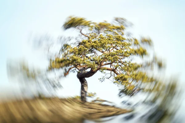 Boom Met Stralende Kracht Vortex Een Heuvel — Stockfoto