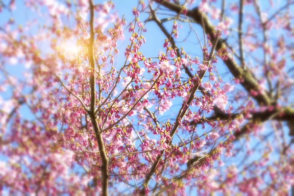 Flores Cerejeira Sobre Fundo Céu Azul — Fotografia de Stock