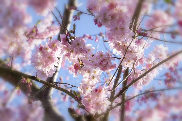 Цветение Сакуры Фоне Голубого Неба — стоковое фото