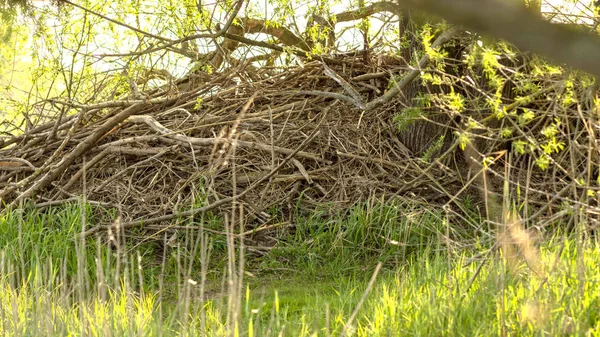 Biberburg Nationalpark Der Elbe Deutschland — Stockfoto