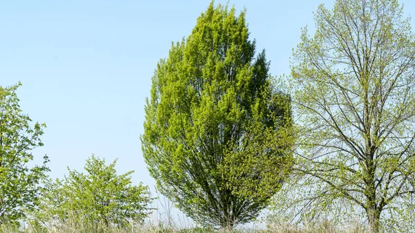 Vecchio Albero Nel Parco — Foto Stock