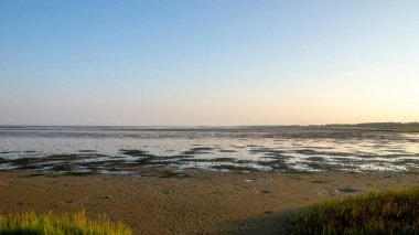 Tuzlu bataklık Wadden Denizi Ulusal Parkı