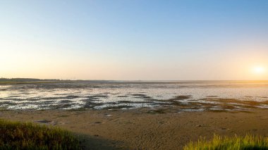 Tuzlu bataklık Wadden Denizi Ulusal Parkı