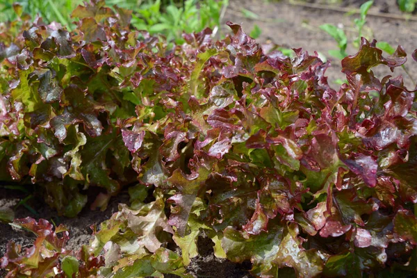 Leaves of red salad in raindrops on a close-up of a garden
