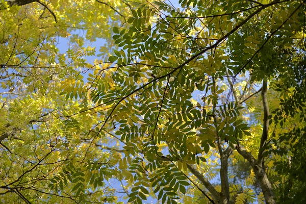 Jesienne Drzewa Topy Żółto Zielony Liści Tle Słoneczne Niebo Niebieski — Zdjęcie stockowe