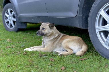Yalnız a anavatan köpek, insanlar çok dostça portresi. Araba ile yalan.