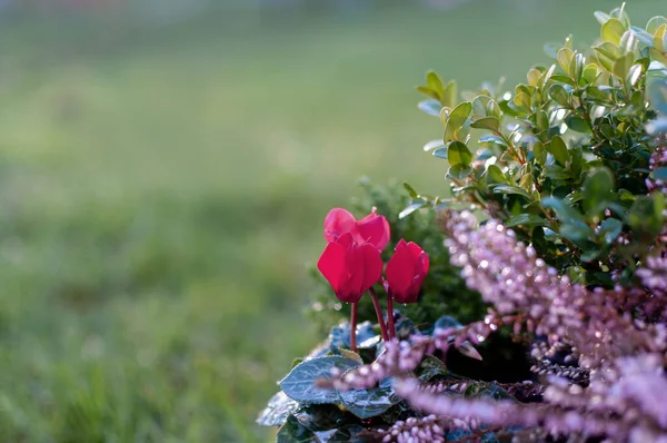 Erica plants, winter flowers in pink and purple close up. Symbol of the cold time and holidays.