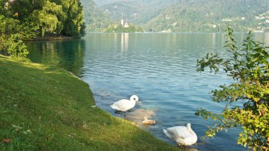 Ismarlayarak Lake Bled, Julian Alps dağlar, kuğu ve kilise Adası, güneşli bir gün, Bled, Slovenya
