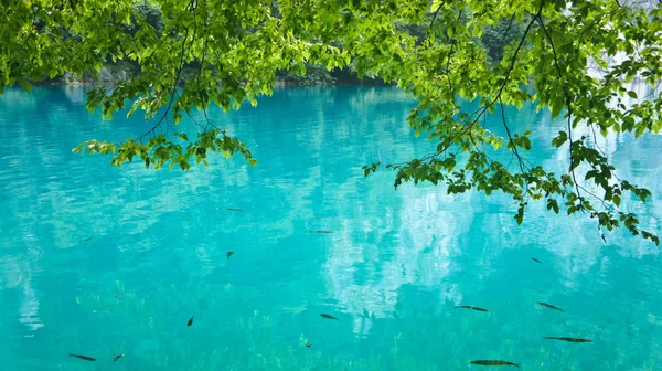 Fische im kristallklaren Wasser, plitvice Seen in Kroatien, Nationalpark — Stockfoto