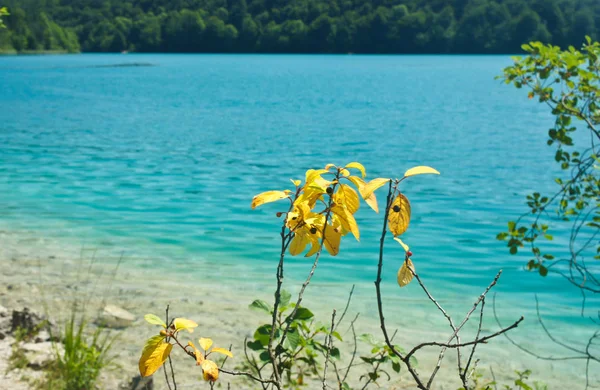 Agua cristalina y flores amarillas, Lagos Plitvice en Croacia, Parque Nacional, día soleado — Foto de Stock