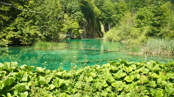 Água de cristal e grama, Plitvice Lagos na Croácia, Parque Nacional, dia ensolarado — Fotografia de Stock