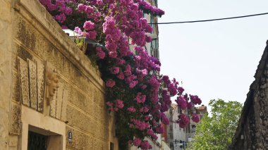 Eski şehir, güzel mimari, güneşli gün, Split, Dalmaçya, Hırvatistan sokakta çiçek açan ağaç ile Taş ev