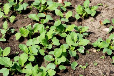 Bahar fidan vuruyor. Genç turp