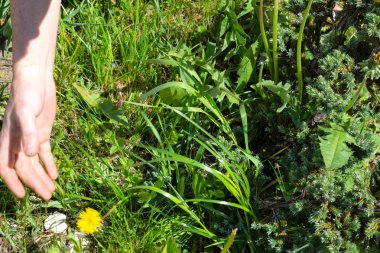 Bahçede çalışır. Yabani otlar ayıklayacaktır. Karahindiba