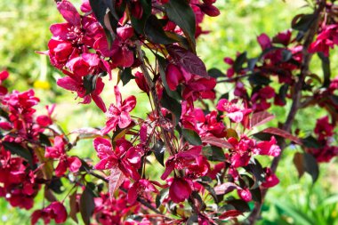 Bahar bahçe çiçek açması. Elma ağacı telif çiçeklenme