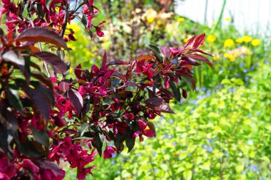 Bahar bahçe çiçek açması. Elma ağacı telif çiçeklenme